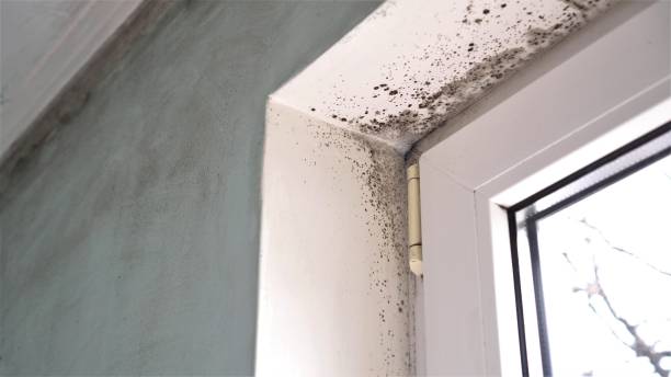 Best Professional Mold Removal  in Parks, AZ