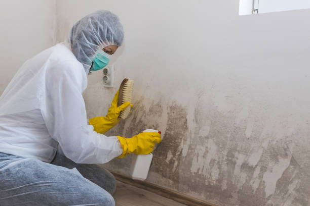 Best Commercial Mold Removal  in Parks, AZ