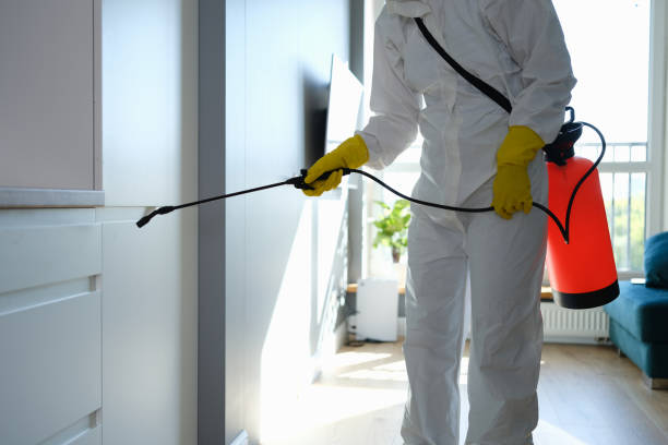 Best Best Mold Removal Companies  in Parks, AZ