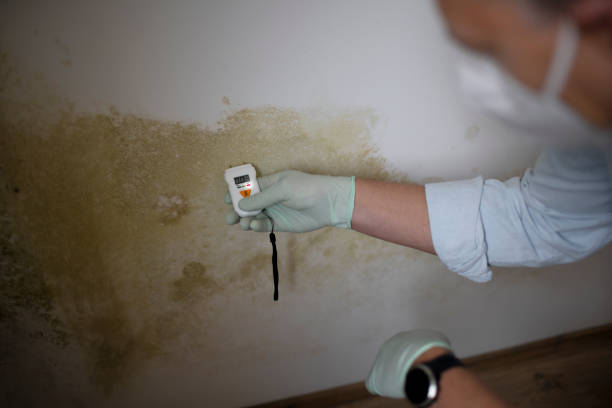 Best Local Mold Removal Service  in Parks, AZ