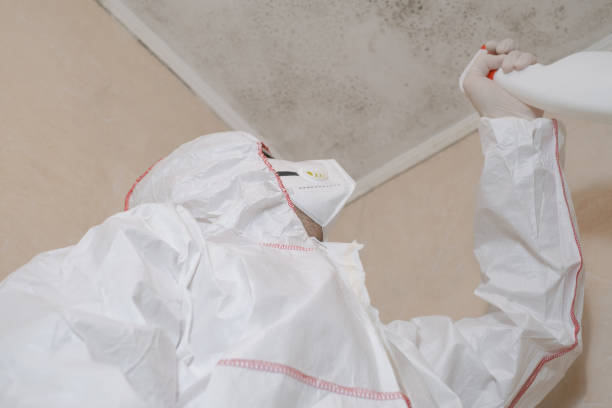 Home Mold Removal in Parks, AZ