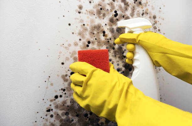 Best Best Mold Removal Companies  in Parks, AZ