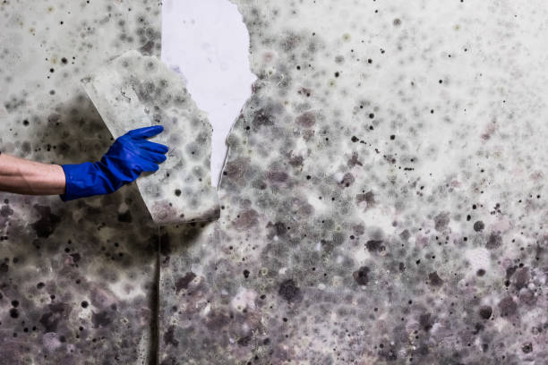 Best Fast Mold Removal  in Parks, AZ